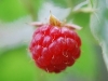 Gloucestershire food with Rob Rees July 2010