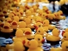 Bibury Duck Race