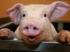 Pig Face Day