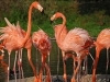 Slimbridge Wetland Centre