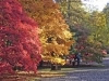 Westonbirt Arboretum