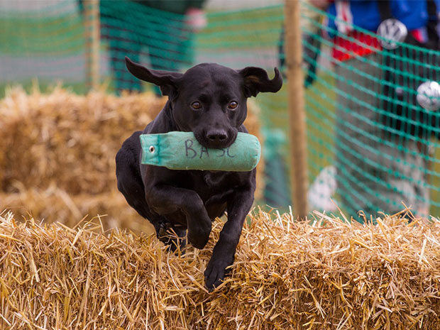 The Great Shires Game Fair