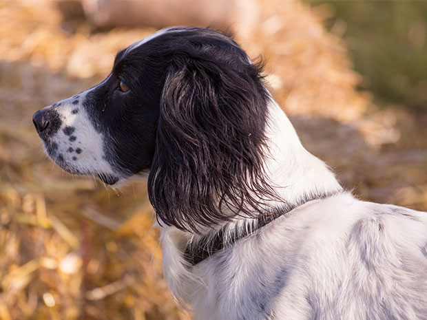 The Great Shires Game Fair