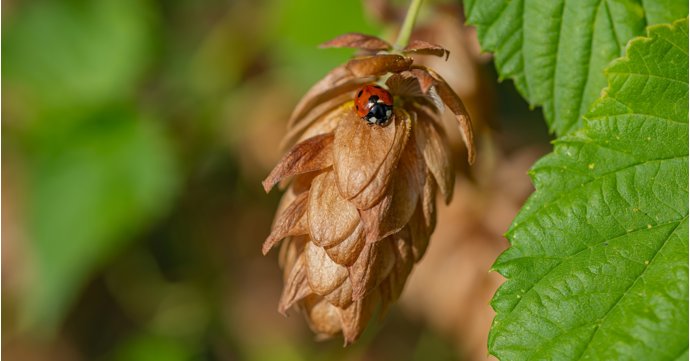 How Gloucestershire businesses can prioritise environmental and social goals this B Corp Month