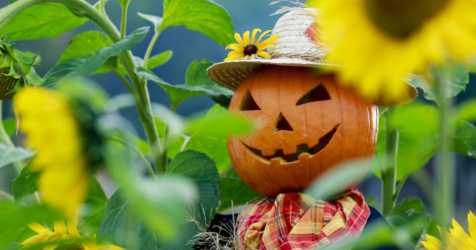 Popular Gloucestershire attraction calls on local businesses to make a scarecrow for its autumn trail - Vimarsana News