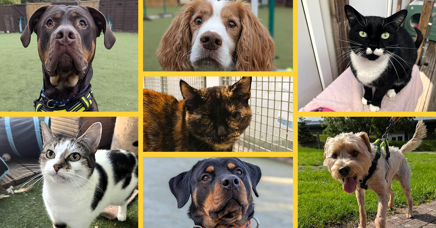6 ways you can support Cheltenham Animal Shelter in its 100th year