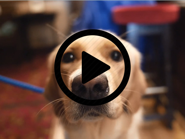 Four-legged friends are just as welcome at thie historic Gloucester watering hole.