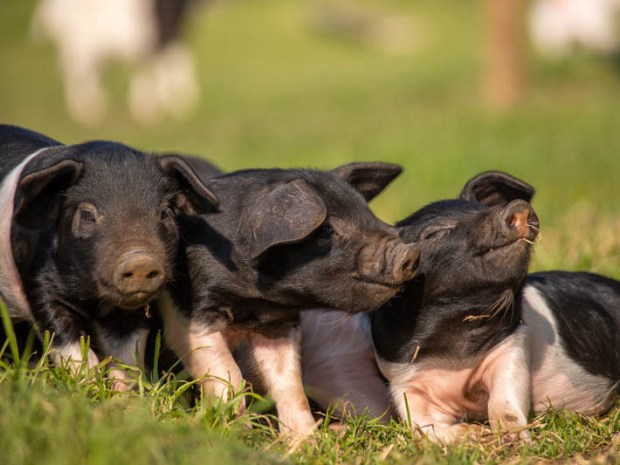 There is plenty to fill your 2022 Cotswolds calendars, with the February opening of Cotswold Farm Park and piglets! an early highlight.