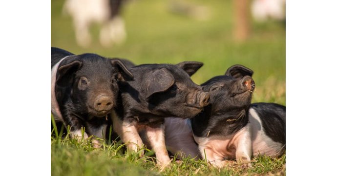 22 exciting things to look forward to in the Cotswolds in 2022