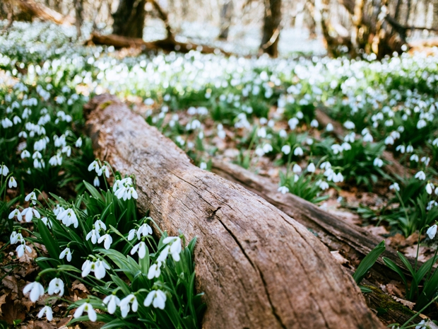 The Big Grow Trail at Painswick Rococo Garden