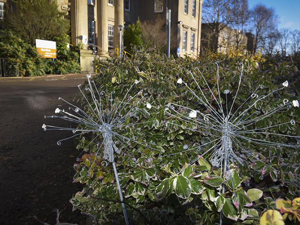 Dandelion appeal set to fund a new garden at Gloucestershire Royal Hospital
