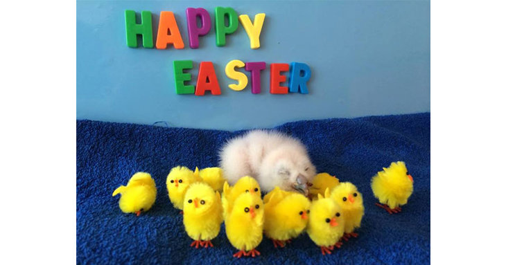 Enjoy heaps of seasonal egg-citement at International Centre for Birds of Prey.