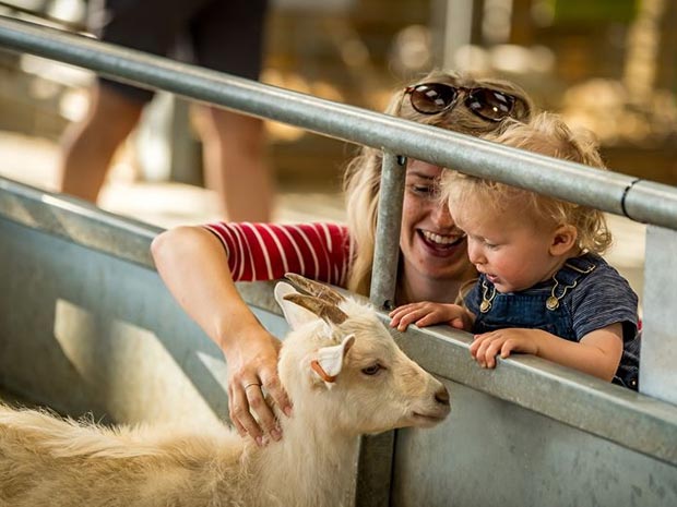 Toddlers go free to Cotswold Farm Park on Tuesdays