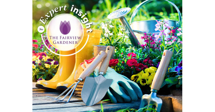 The Fairview Gardener expert insight: Making the most of summer in your garden