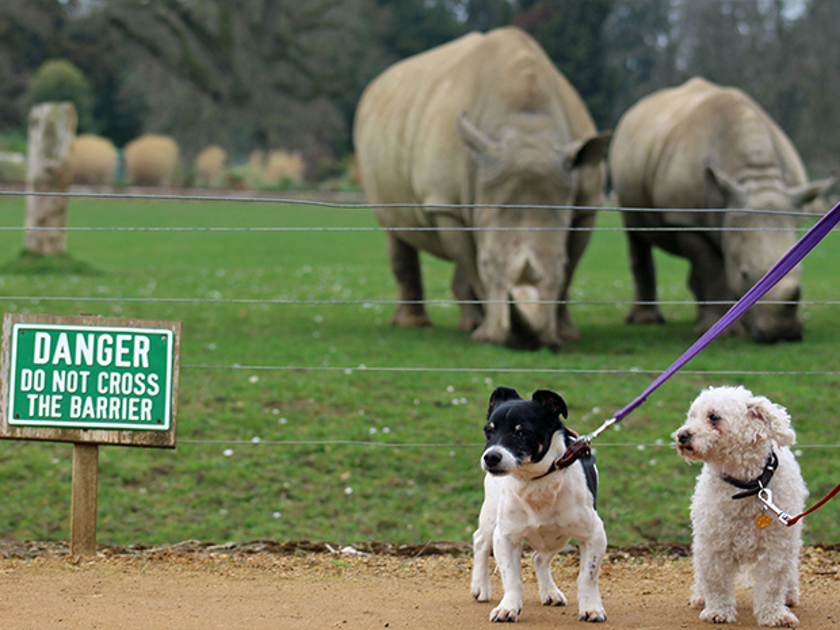 Cotswold Wildlife Park and Gardens zoo and safari park