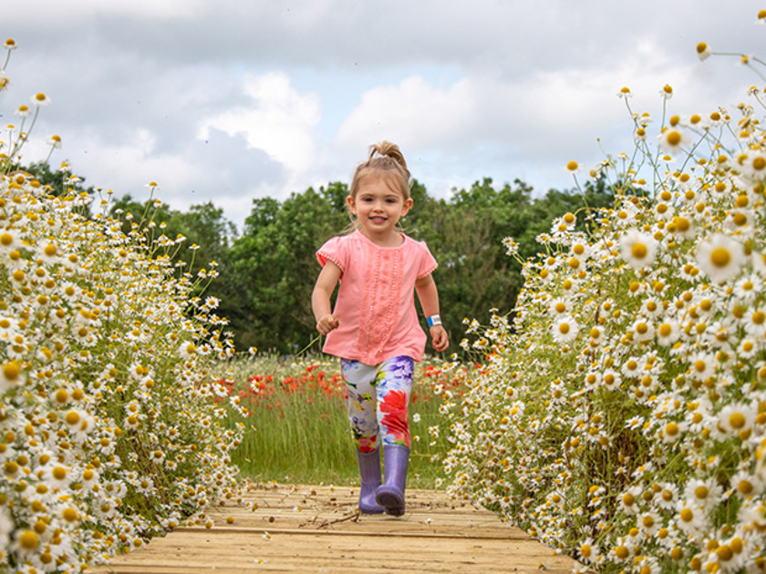 Cotswold Farm Park Flower Field opens for summer