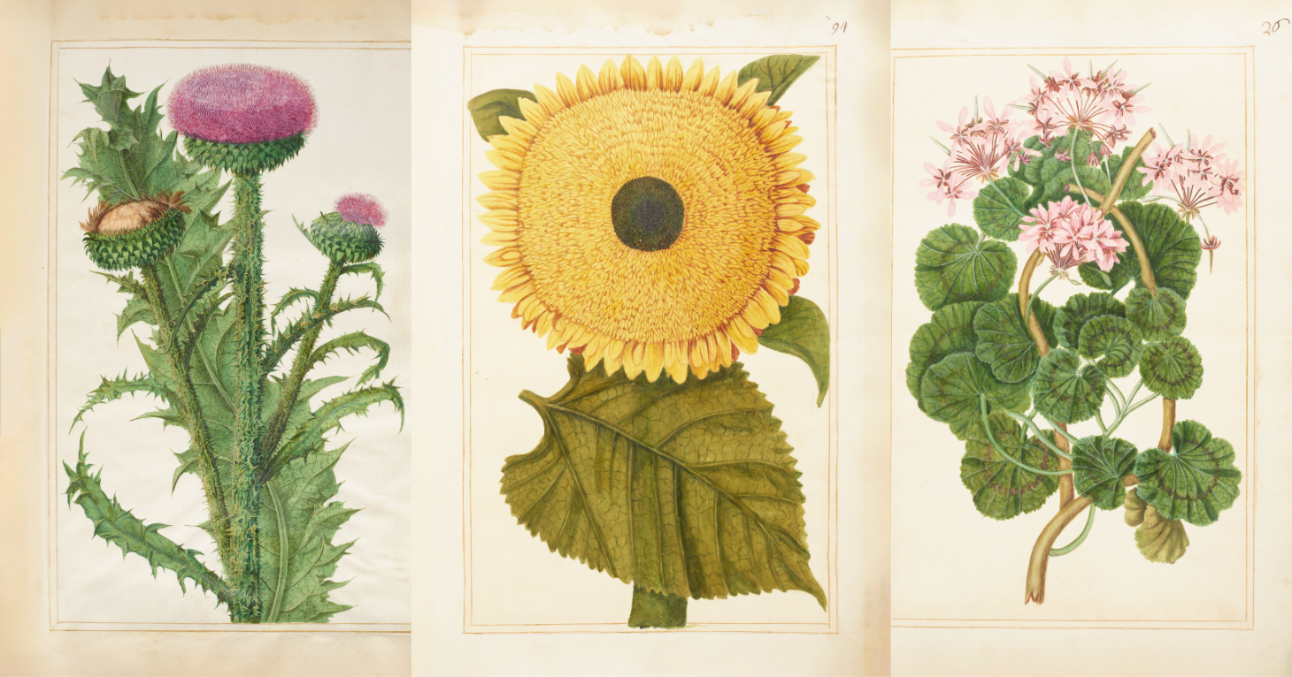 A Garden of Botanical Art: Paintings from the collection of Mary Somerset, the first Duchess of Beaufort 