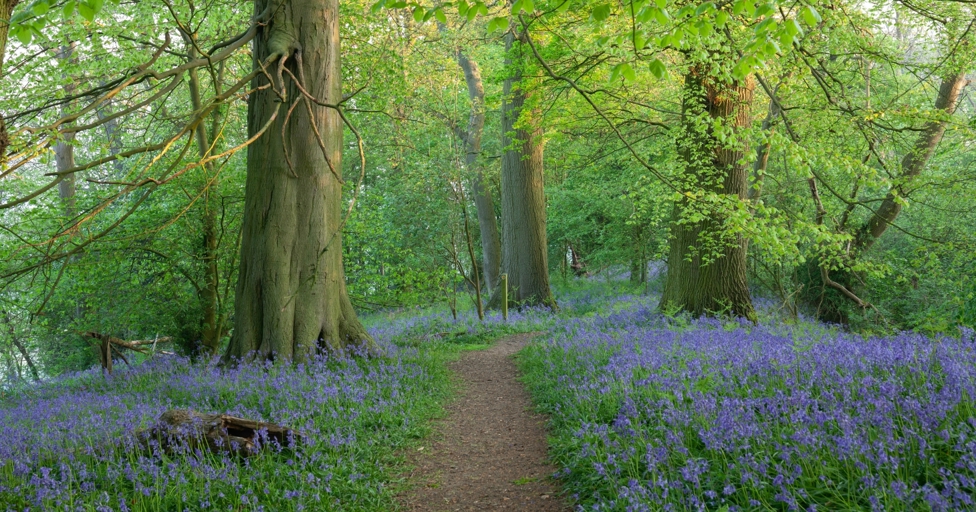 The best bluebell walks in Gloucestershire and the Cotswolds - Vimarsana News