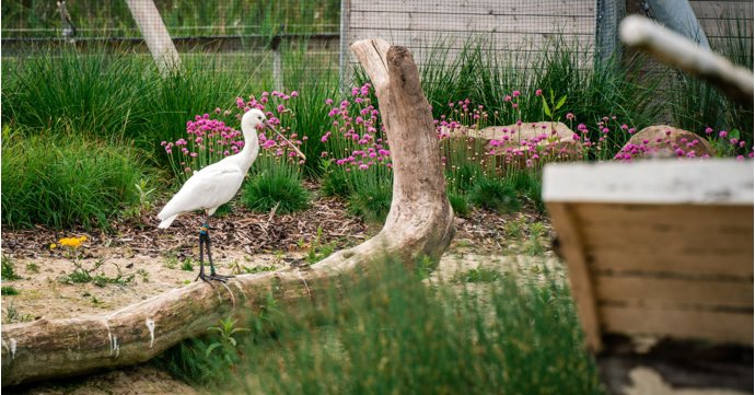 One of the UK’s biggest open-air aviaries opens at Slimbridge Wetland Centre