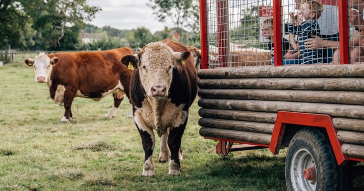 With mini discos, circus skills workshops, face painting and much more, theres plenty to keep everyone occupied at Cattle Countrys birthday bonanza, this June 2022.