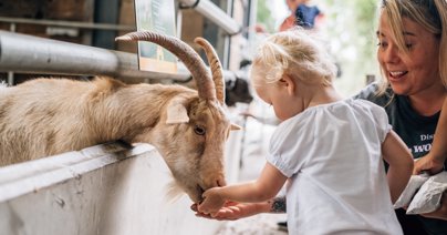 Child feeding a goat at Cattle Country Farm Park
