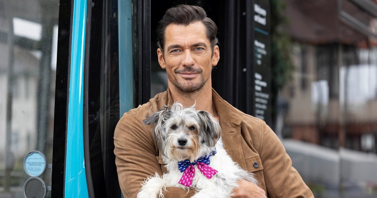 David Gandy creates special new bow tie for senior dogs