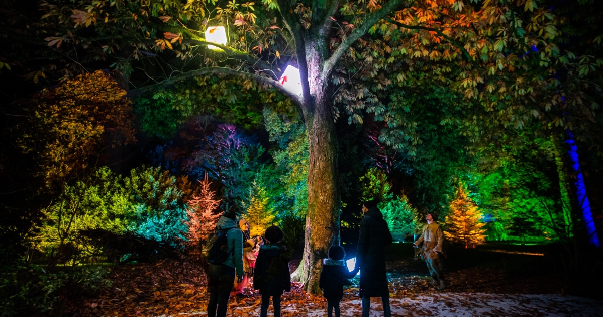 Enchanted Christmas light trail at Westonbirt Arboretum