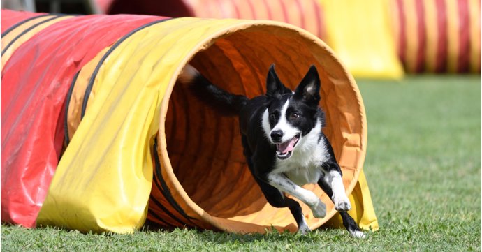 9 fun things to do with your dog in Gloucestershire and the Cotswolds in 2025