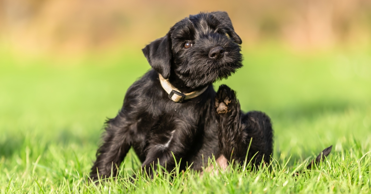 How raw food can help Gloucestershire dogs with allergies this summer
