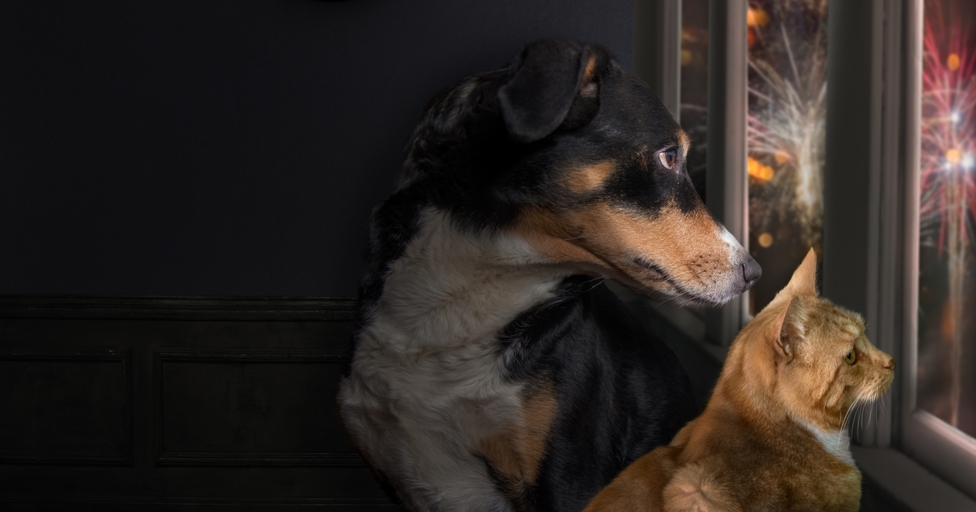 How to keep your pets calm and safe during fireworks - Vimarsana News