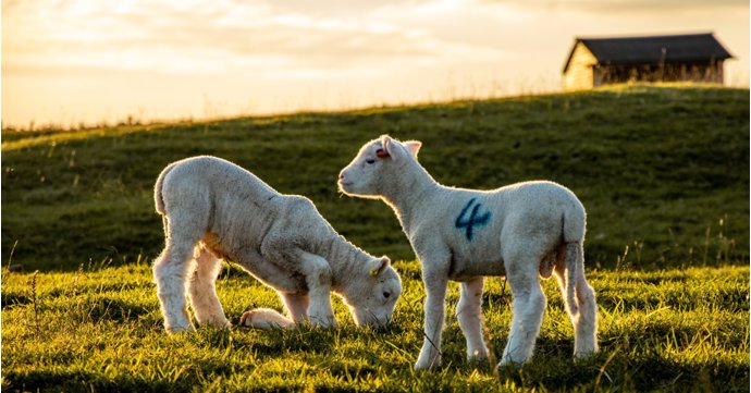 Live lambing returns to Cotswold Farm Park — with brand-new after dark event