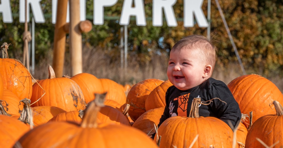 Pick your own pumpkin at Cotswold Farm Park - Vimarsana News