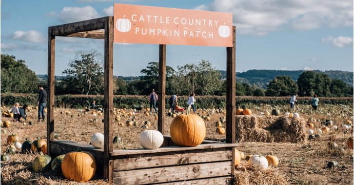 Pumpkin patch at Cattle Country Farm Park