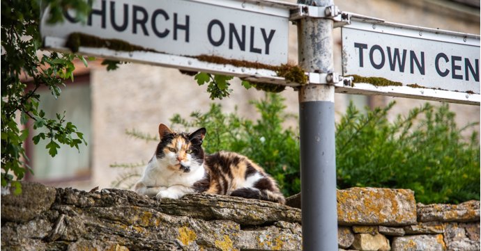 7 things you should know about raw food for cats