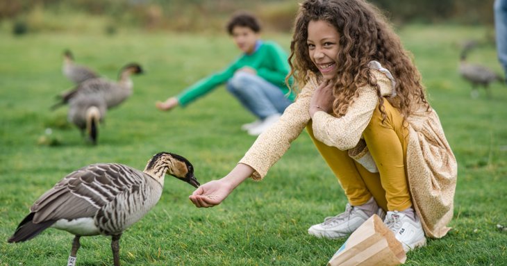 Girl feeding a nn or Hawaiian goose at Slimbridge Wetland Centre