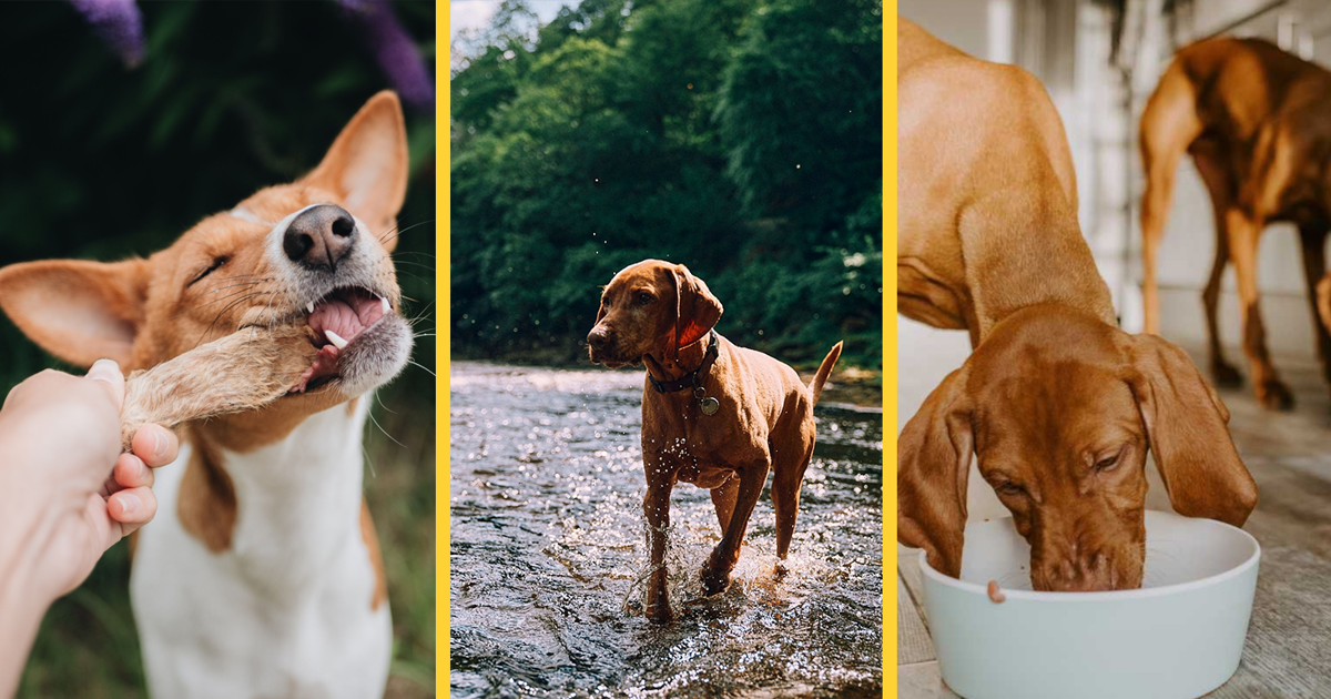 Best ways to improve a dog’s health in 2026 including raw dog food, treats and enrichment activities