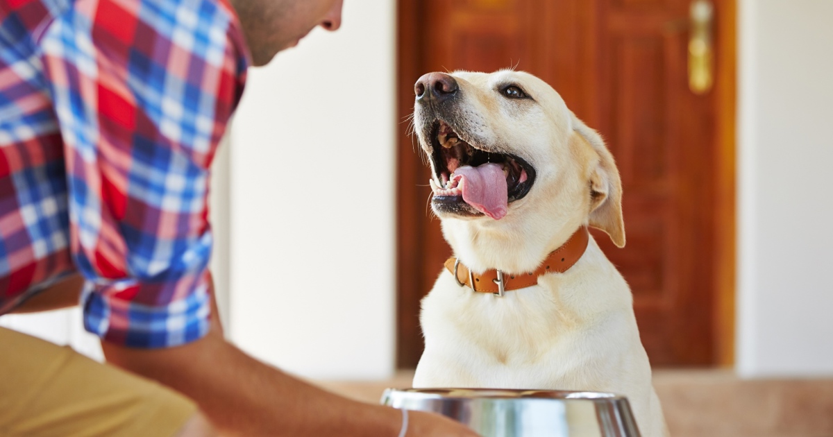 What are the benefits of feeding dogs raw food? Cotswold RAW expert insight