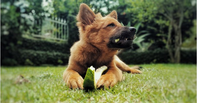 Why owners should consider adding vegetables to their dogs’ diet