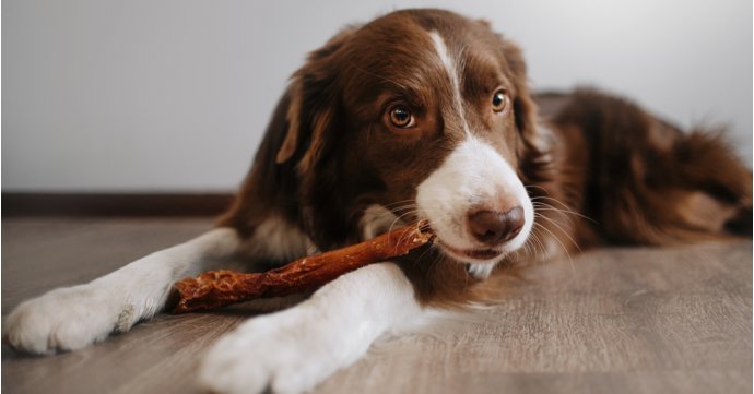 Why owners should use natural treats for their dogs