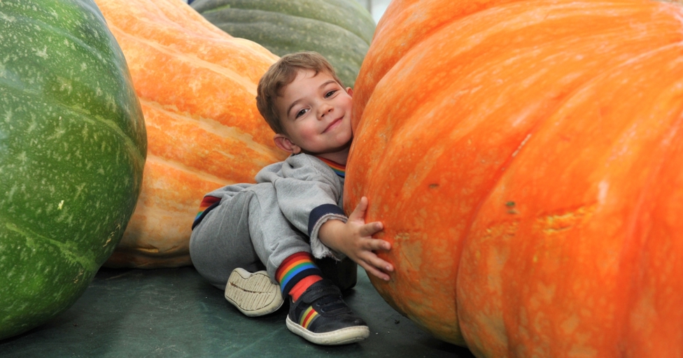Win a fantastic family day out at Malvern Autumn Show - Vimarsana News