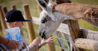 With PYO fruit in summer and special events to keep kids entertained in the holidays, Gloucesters Over Farm and its resident pigs, goats, horses and donkeys, welcome visitors every day of the week.