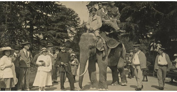 Zebi the elephant was at Bristol Zoo Gardens from 1868 to 1909 and was quite a character, renowned for removing and eating straw hats.