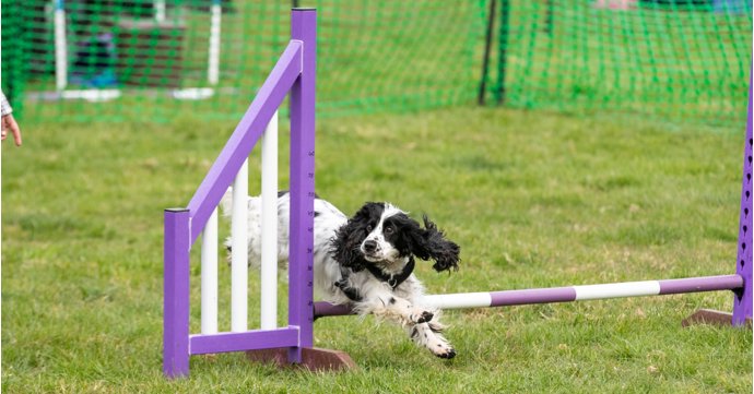 The ultimate festival for dog-lovers is heading to Cirencester this autumn
