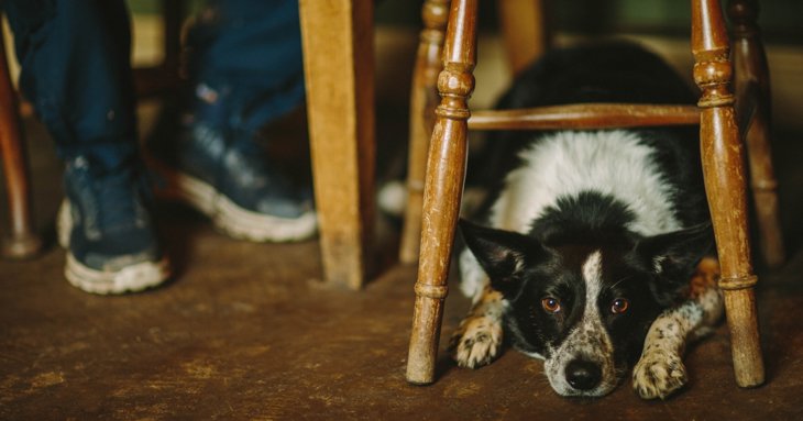 Dog under the table in a pub