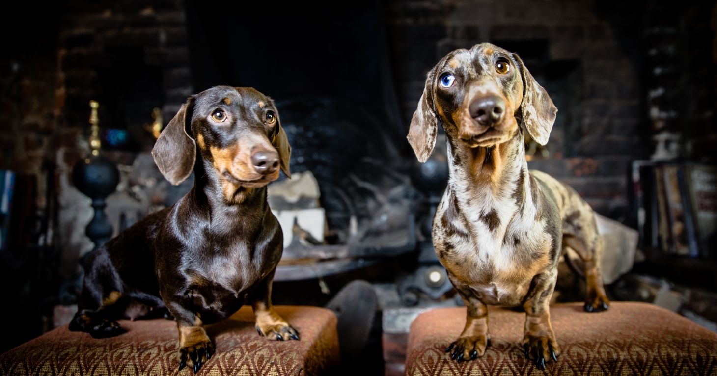 15 best dog-friendly pubs in the Cotswolds