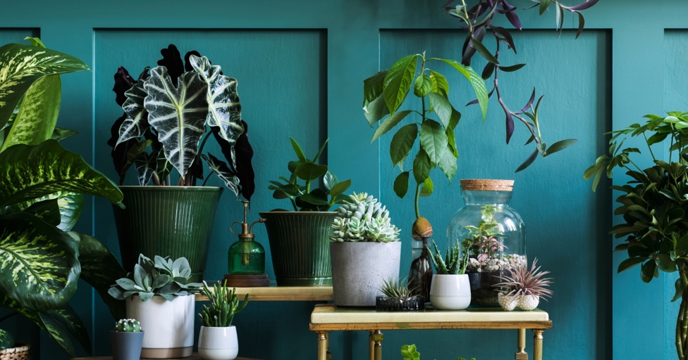 11 places to pick up house plants in Gloucestershire - Vimarsana News