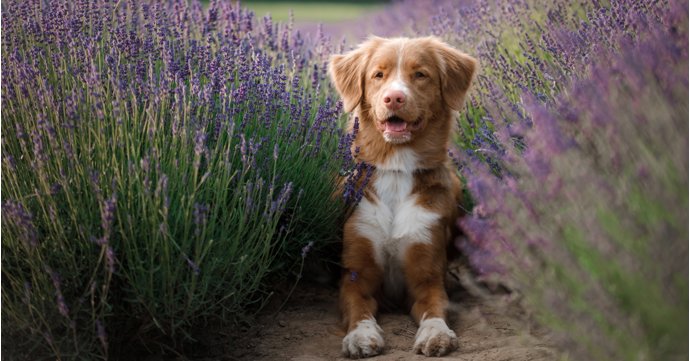 Gloucestershire dog-friendly destinations series