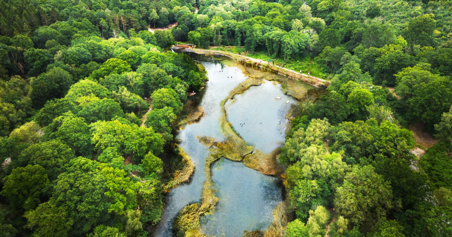 Forestry England reveals plans for the future of Cannop Ponds