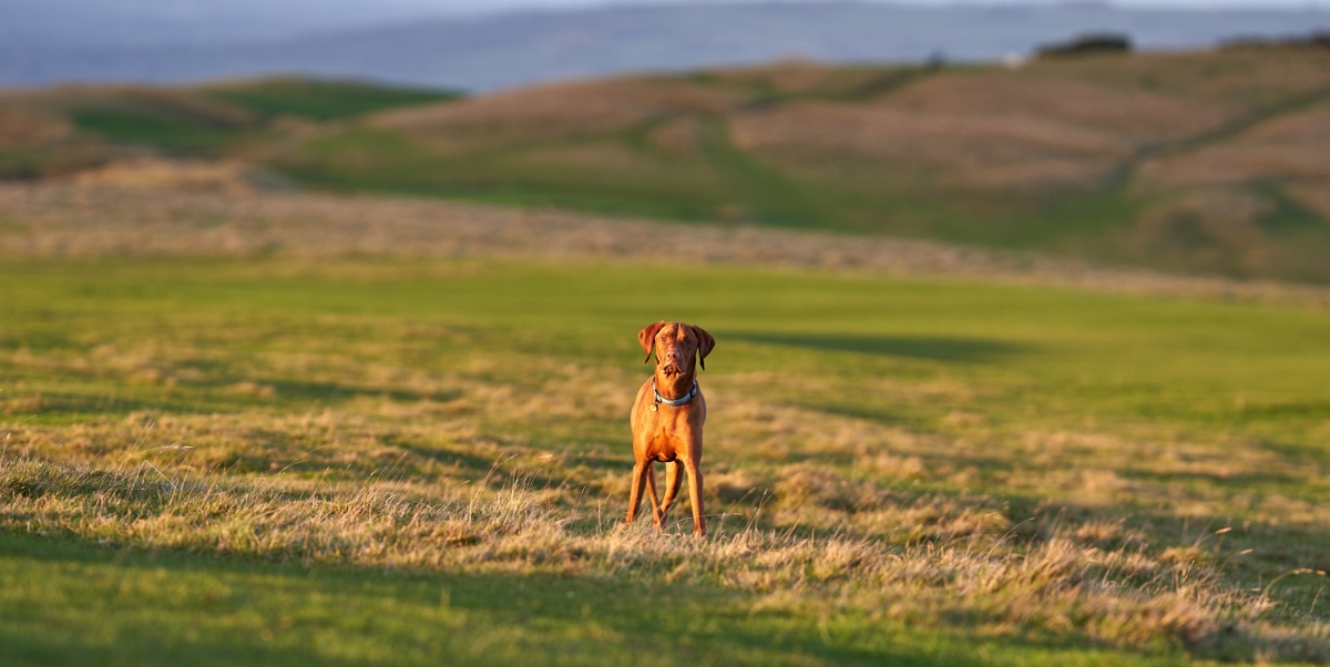 12 of the best places to walk your dog in the Cotswolds