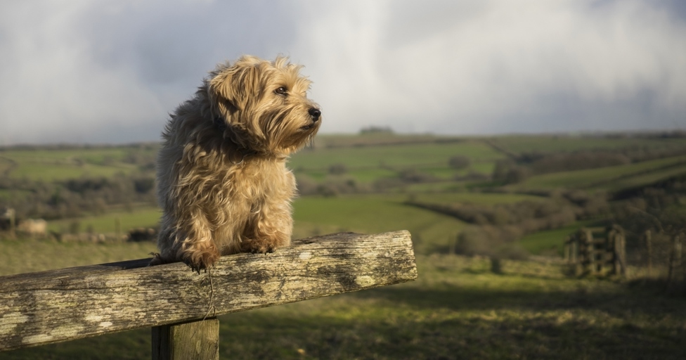 14 best places to walk your dog in Gloucestershire - Vimarsana News